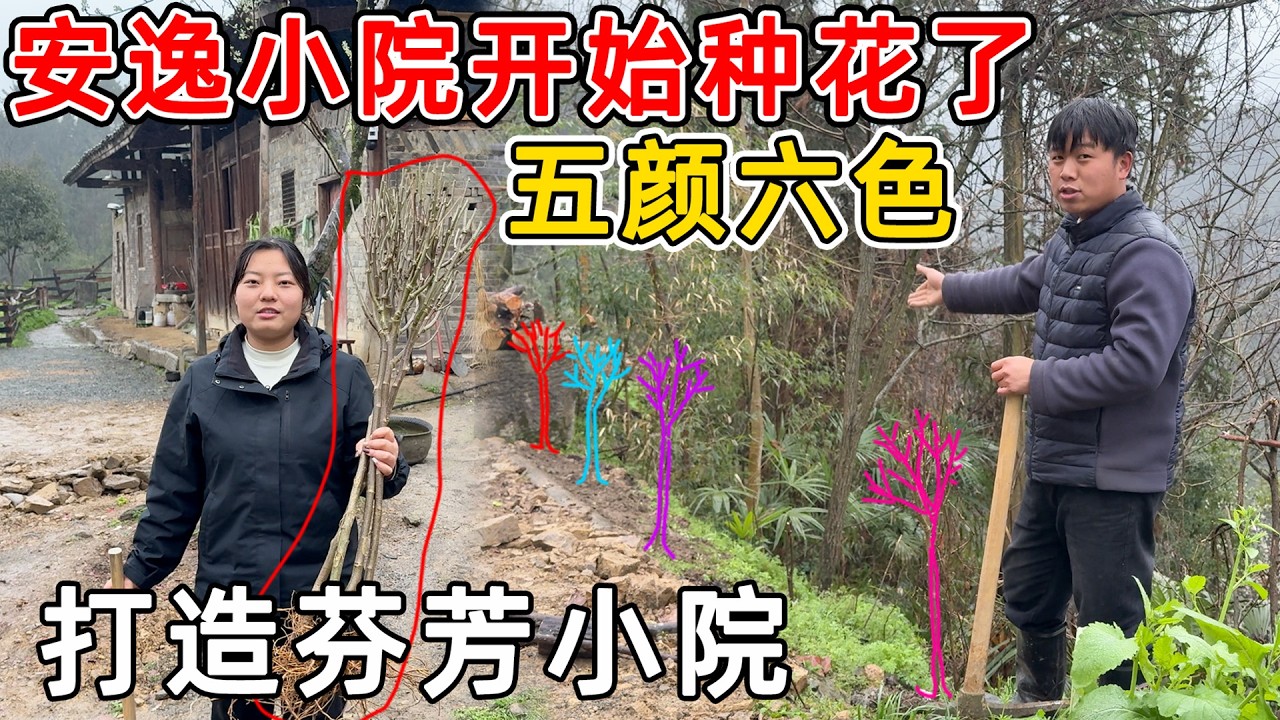 安逸小院开始种花了，种上各种各样五颜六色的花  让六万的老房子变成一道靓丽的风景
