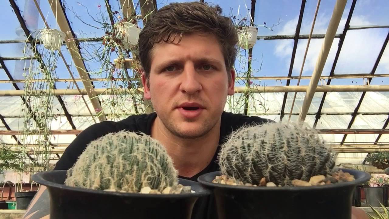 Хавортия (Haworthia) - удивительно разнообразный род суккулентов.