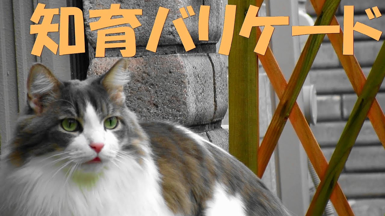目指せモモ20歳～猫と知育バリケード攻防奮戦記🙀😲💦～次回予告「元網」