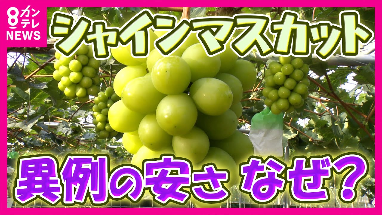 1房1000円以下も…高級「シャインマスカット」が異例の安さ　安さの理由は「生産量増」「猛暑や雨不足の影響で実が小粒に」　甘いシャインマスカットの“見分け方”と開発秘話を徹底取材〈カンテレNEWS〉