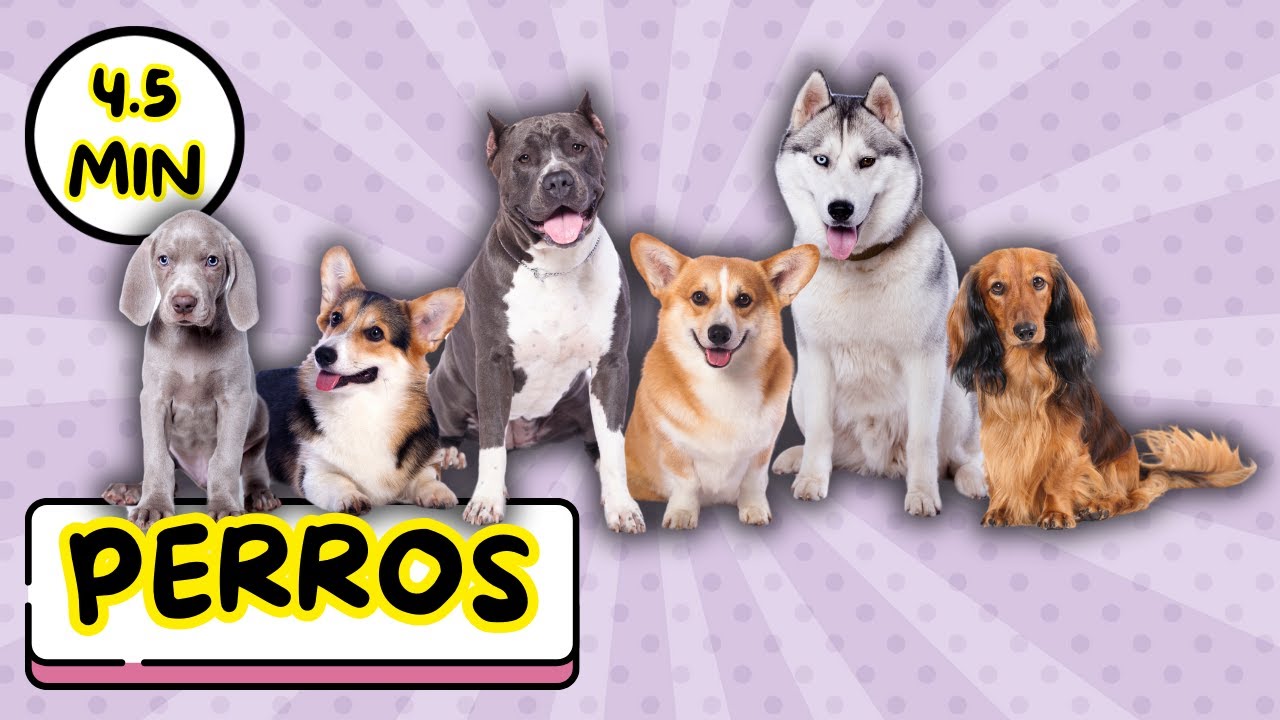 Dog breeds - Razas de perro - Learn Spanish for kids