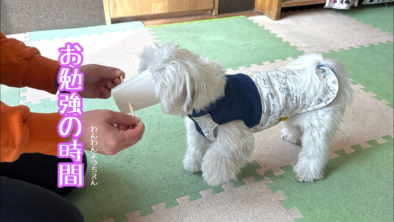 【犬の幼稚園】頭を使ったトレーニング❗️