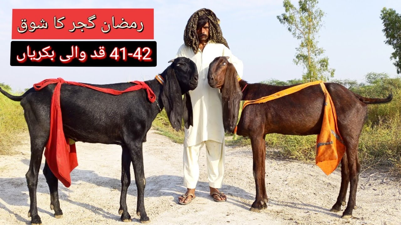 Biggest Amratsari beetal goats of Ramzan Gujjar bhai Faisalabad