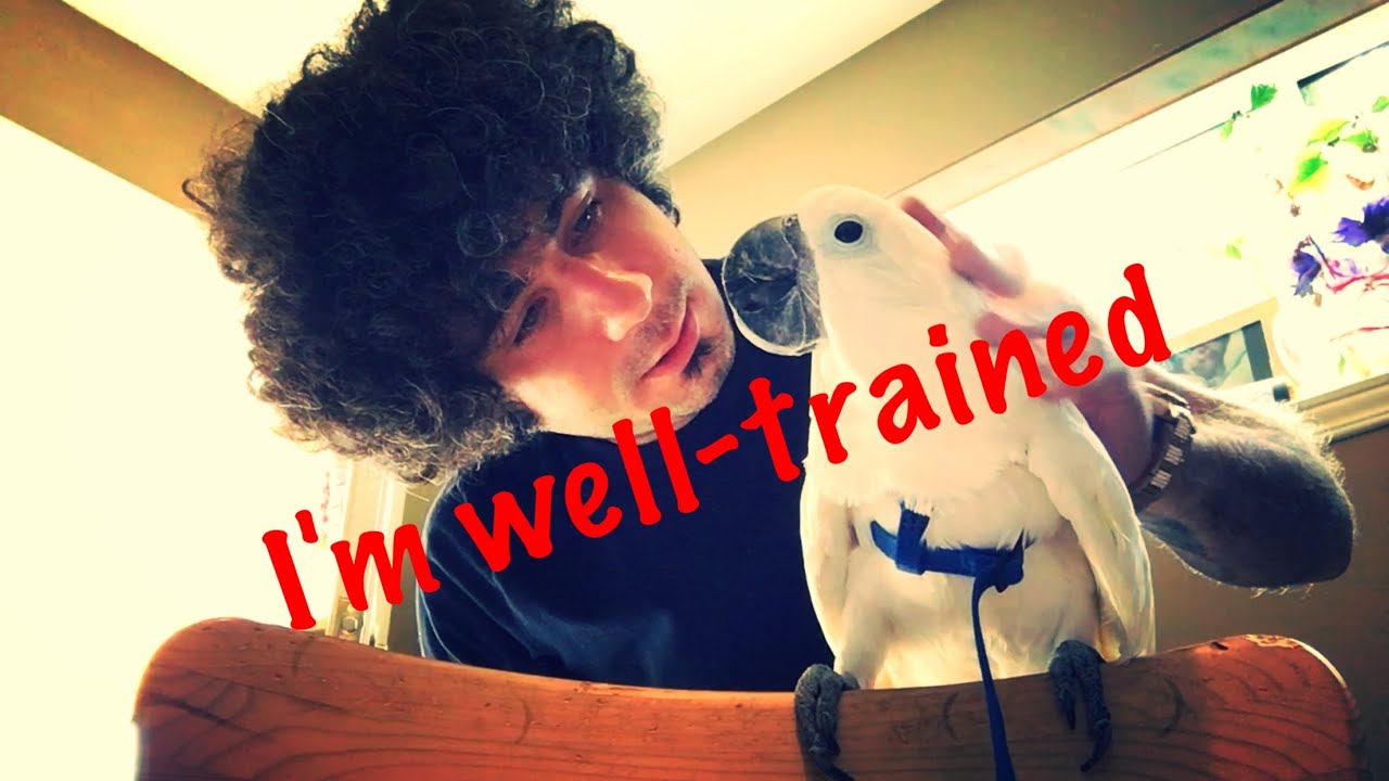 I'm a well trained Cockatoo😘😘😘