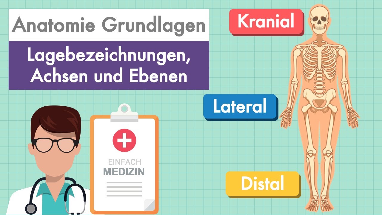 Anatomie Grundlagen - Lagebezeichnungen und Ebenen am K&ouml;rper einfach erkl&auml;rt