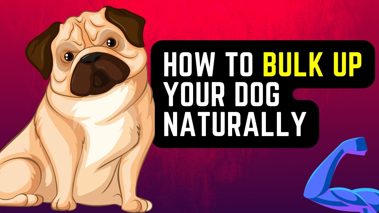 7 Foolproof Ways To Bulk Up Your Dog Naturally | Build Dog Muscle