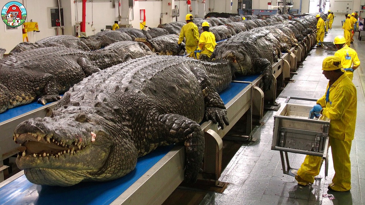 How Millions of Crocodiles Are Raised & Processed - Crocodile Farming For Meat & Skin
