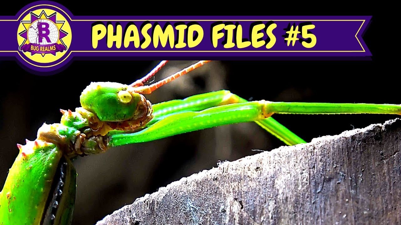 Diapherodes gigantea - Green bean / Lime Green -Stick insect!