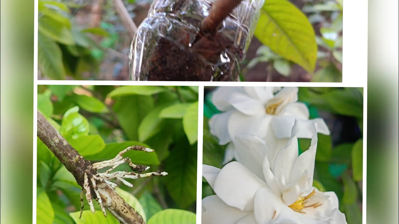 #Cuttings மூலம் புது பாரிஜாதம் செடி ready பண்ணலாம் வாங்க.. #garden video #cuttings parijadham plant