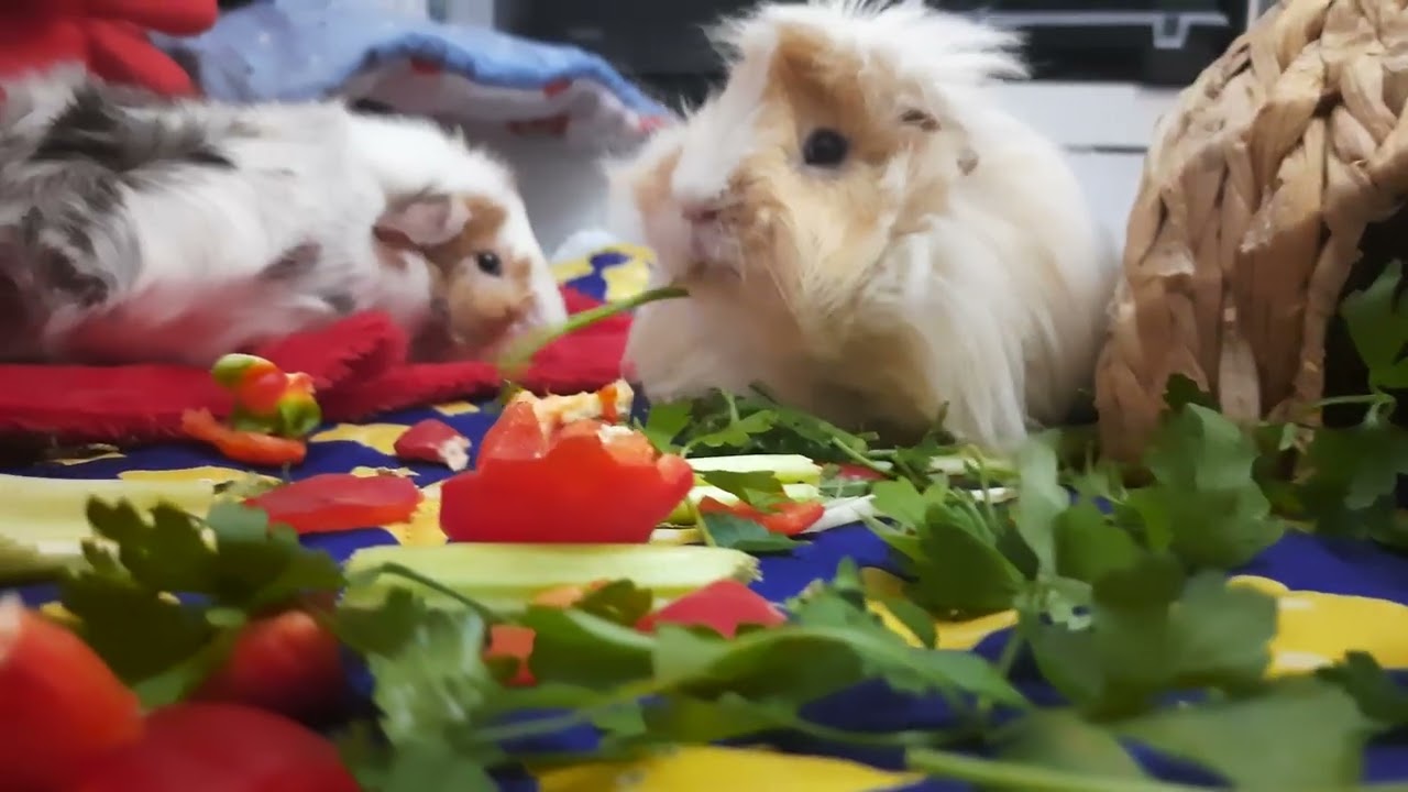 Feeding time!