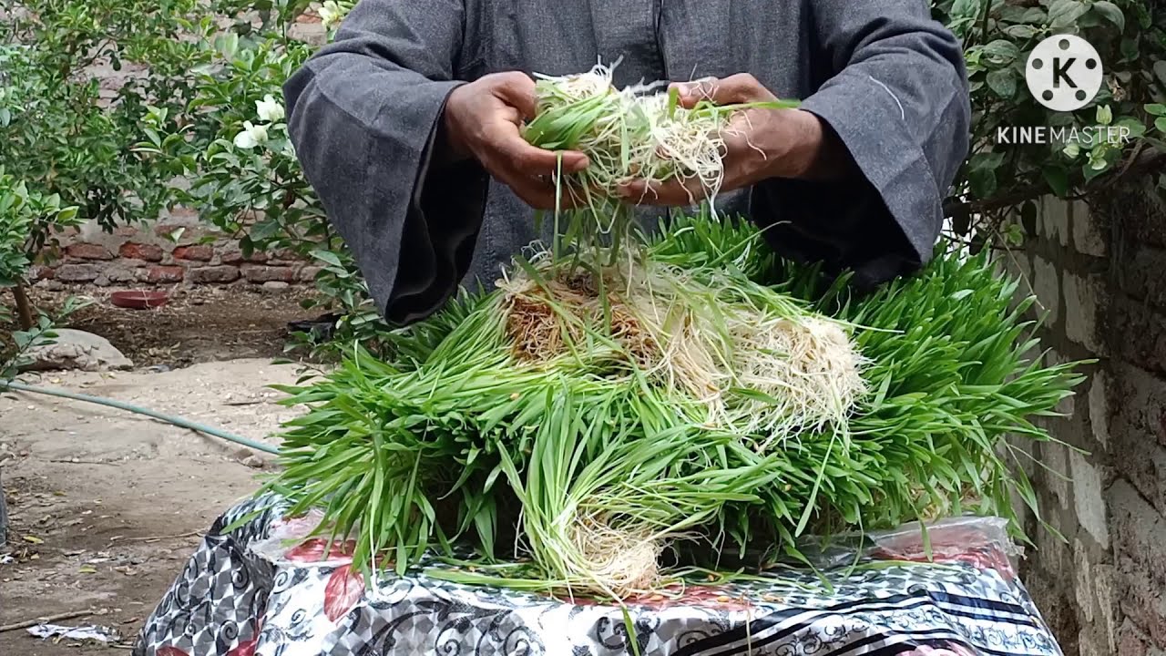 فوائد الثلاث للشعير المستنبت