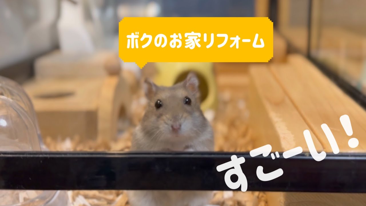 プリンの巣箱　リフォーム中