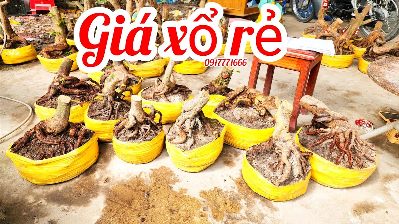 8/3 a Tú 0917771666 phôi mai giảo bonsai đẹp giá rẻ|MaivàngThanhTâm