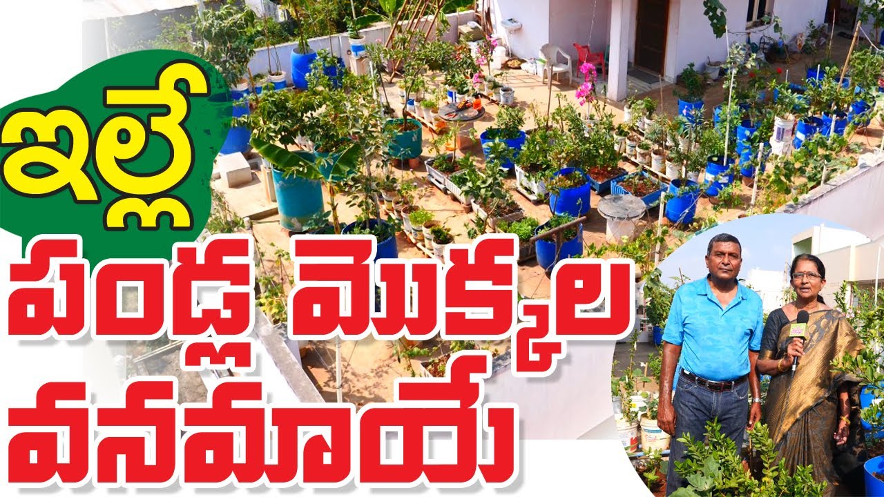 Fruit Plants Roof Garden || 1200 చ.అ. పెద్ద పండ్ల మొక్కల మిద్దెతోట || K Balamani