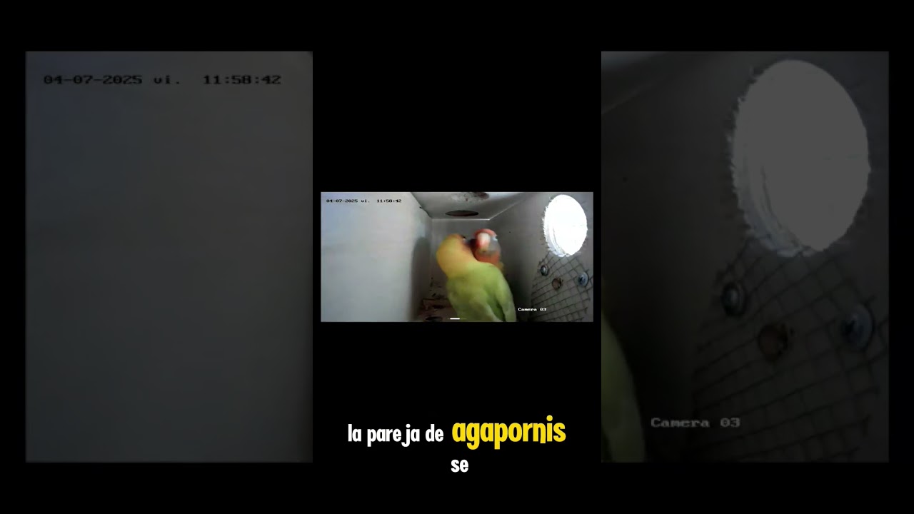 C&aacute;mara escondida en nido de agapornis #lovebirds #aves #pets #birds #nidos #naturelovers