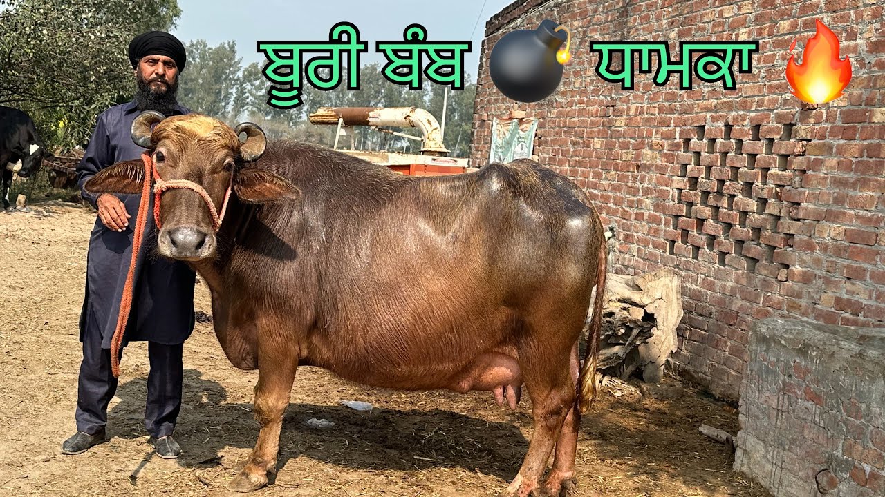18 ਫ਼ਰਵਰੀ 2026 ਫੋਨ 📞 9464116210 ਤੁਹਾਡੇ ਲਈ ਬੂਰੀ ਦਾ ਤੋਹਫ਼ਾ 🎁 