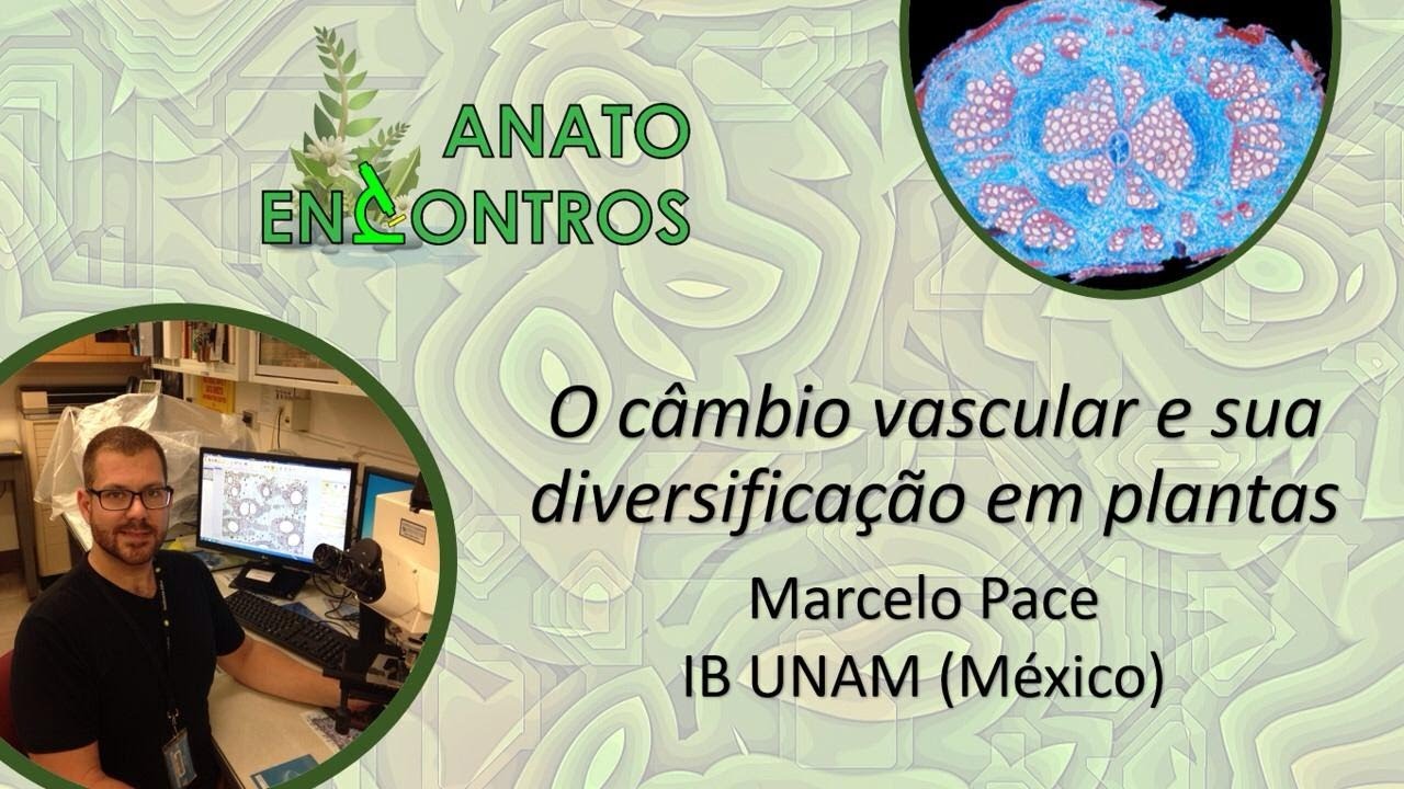 O câmbio vascular e sua diversificação em plantas - Parte 1