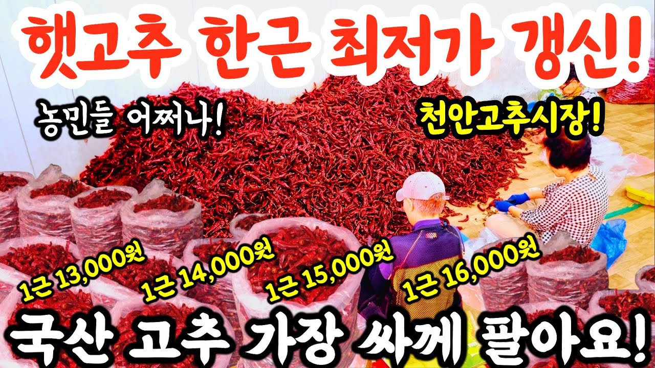 1근 13,000원 햇고추 드디어 전국 최저가 갱신!국산 햇고추 가장 싸게 팔아요! #시장 #고추 #고추가루 #김치 #김장 #먹방 #매운음식 #food #가격비교