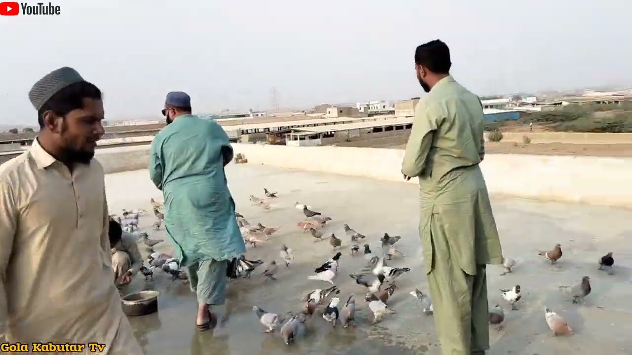 2 Kabutar Aye || Umair Bhai Chawal Walay || M.M Malik Cattle Farm.. 😃