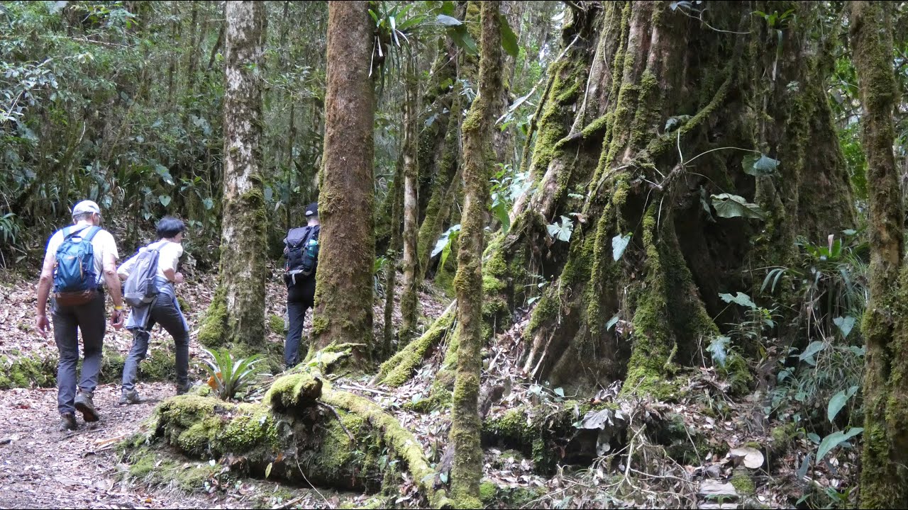 Costa Rica - Chapitre 7 Des Forêts !