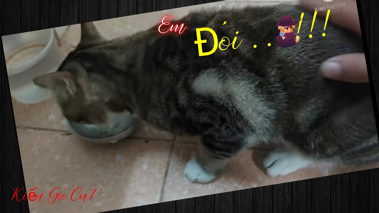 Mèo bị giảm bạch cầu. Bổ sung video chia sẻ chữa Mèo con nhiễm virus FPV/ Youtobe - Kiến Gió Cn7 #2