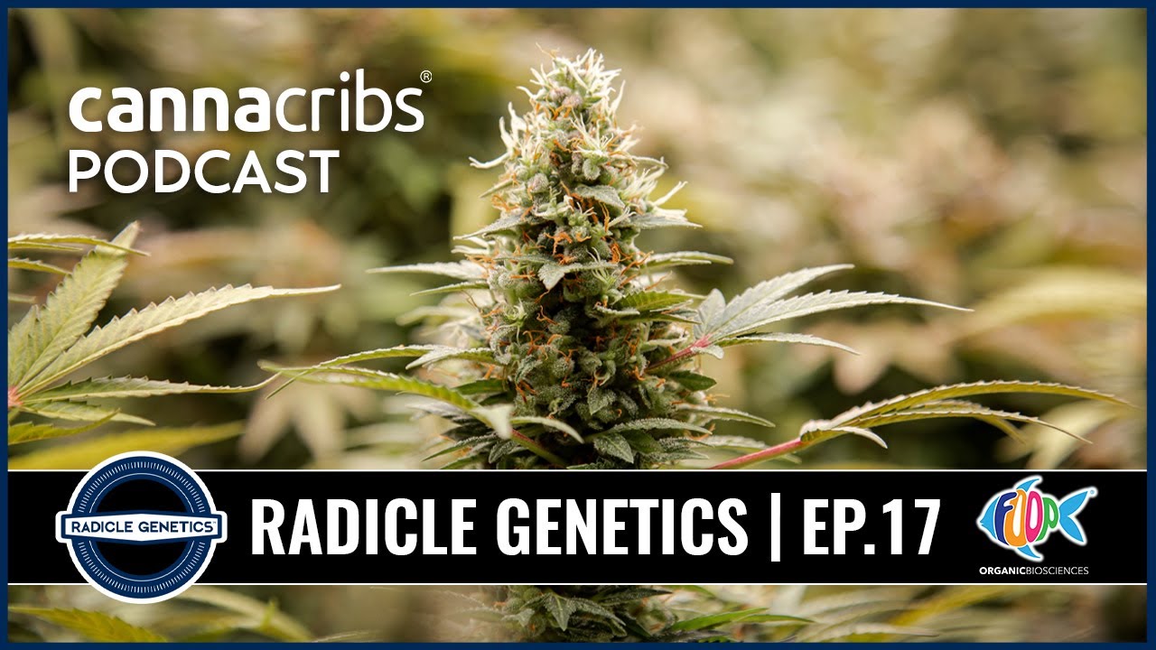 Breeding for Medicinal Strains and DNA-Tailored Cultivars - Radicle Genetics - David Esser (EP 17)