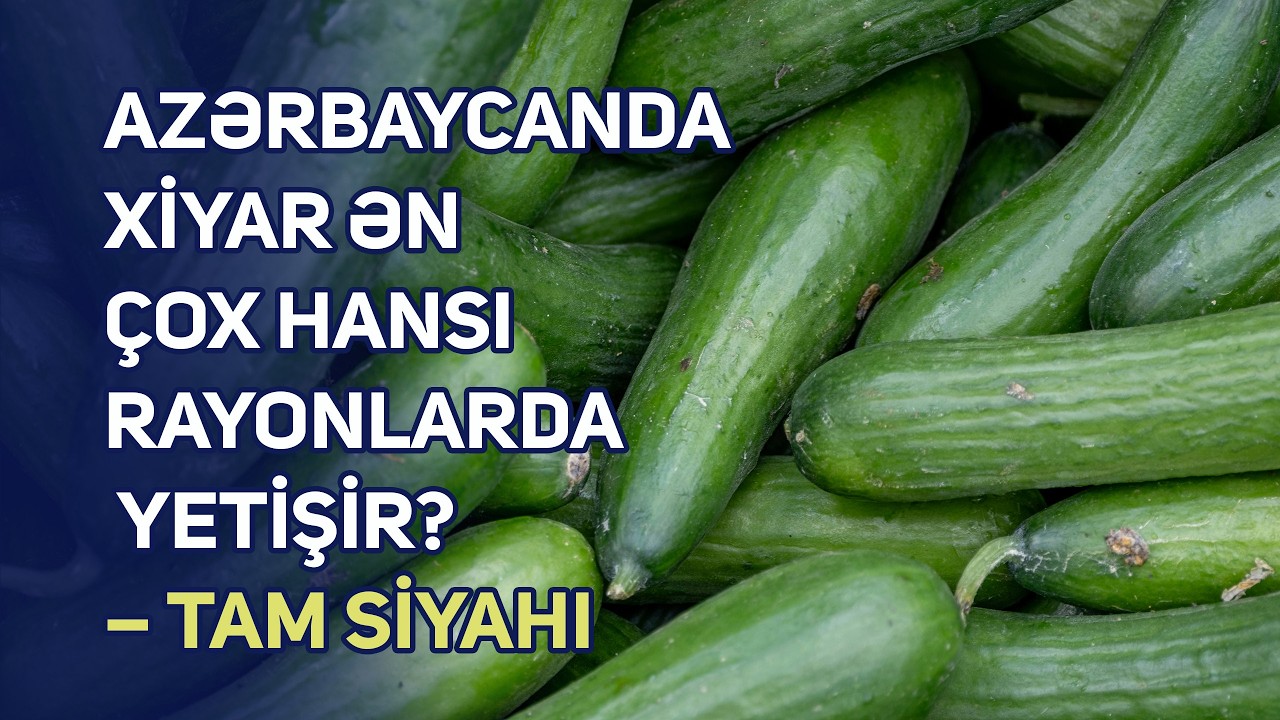 Azərbaycanda xiyar ən çox hansı rayonlarda yetişir? – Tam siyahı