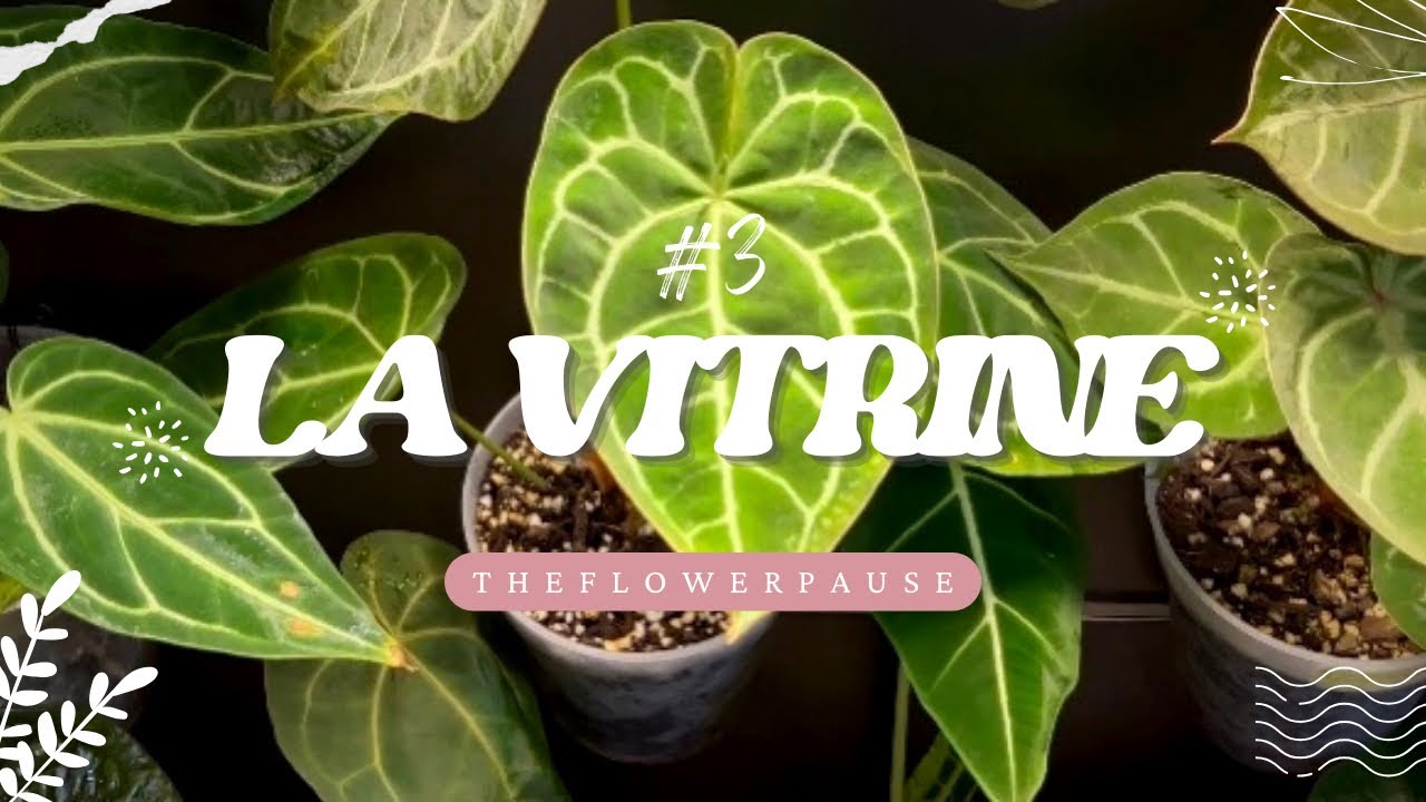 MA VITRINE A PLANTES #3: Nettoyage, rempotage et fini les thrips 💪🪴