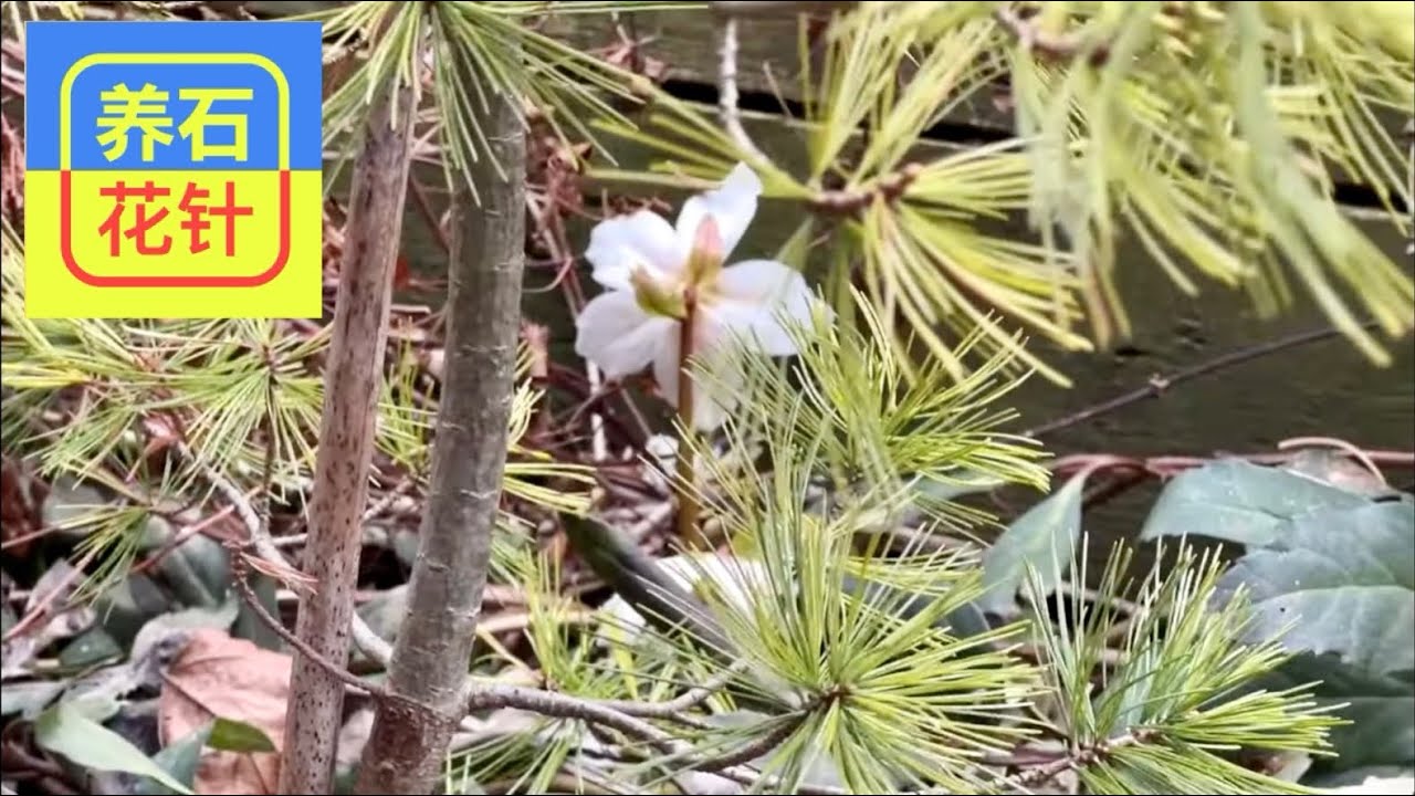 四月圣诞玫瑰维护 - Hellebore （又名：铁筷子）