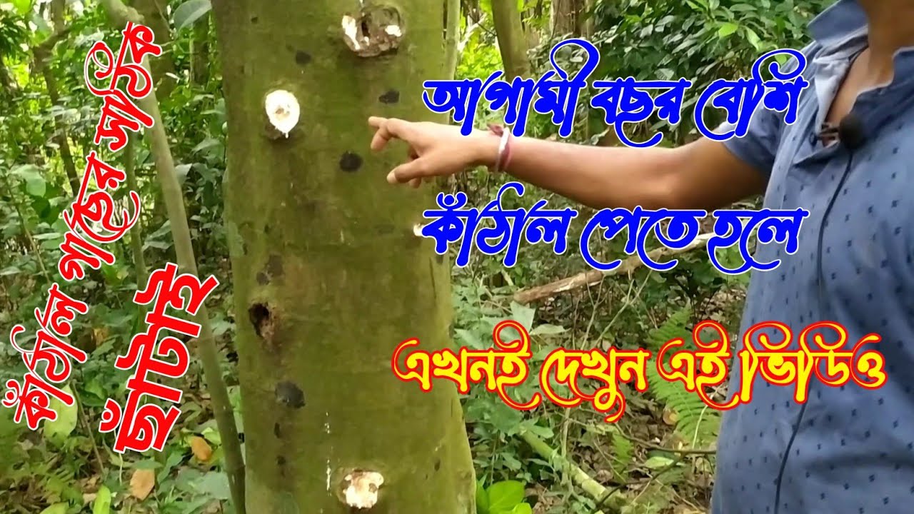 কাঁঠাল গাছের সঠিক ছাঁটাই পদ্ধতি| Prunning of a Jack Fruit tree.
