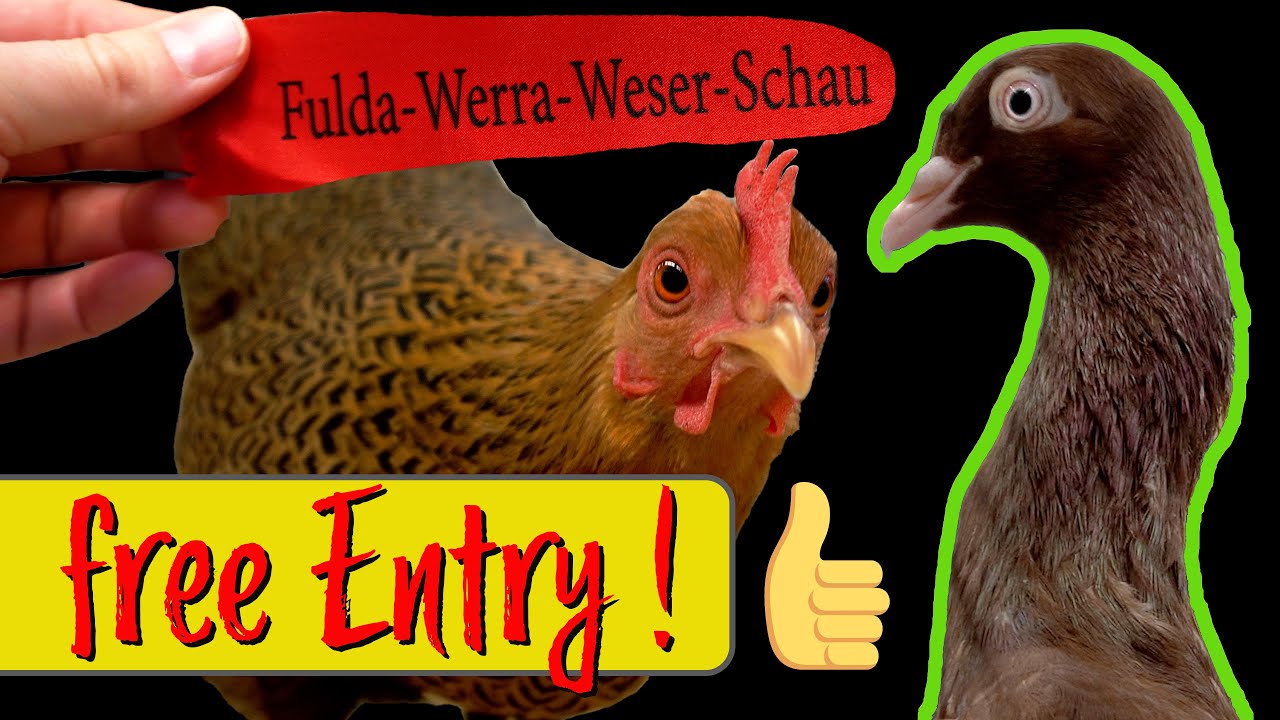 hobby Poultry Exhibition in Germany Geese, Duck, Chicken, Bantam, Quail, Fancy Fowl