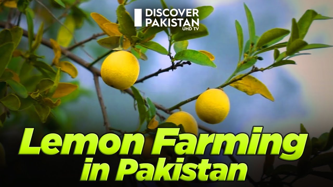 The Profit Potential of Lemon Cultivation in Pakistan | Kissan Ka Pakistan | Discover Pakistan