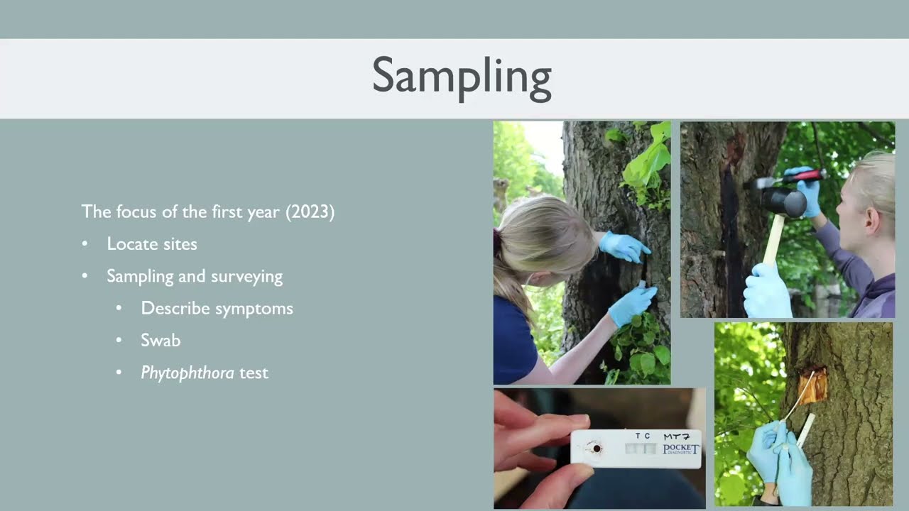 Webinar: Tilia in the limelight with Dr Carrie Brady & Helene Kile