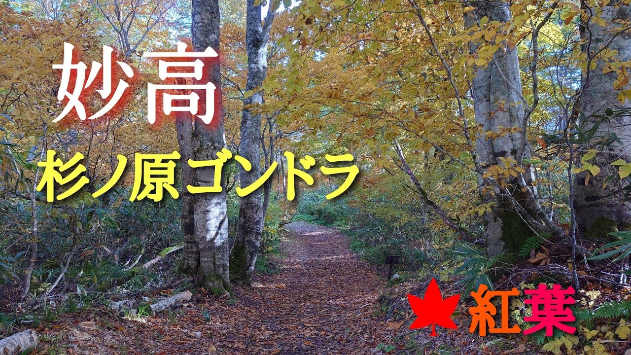 妙高【杉ノ原ゴンドラ2023】紅葉広がる絶景散歩