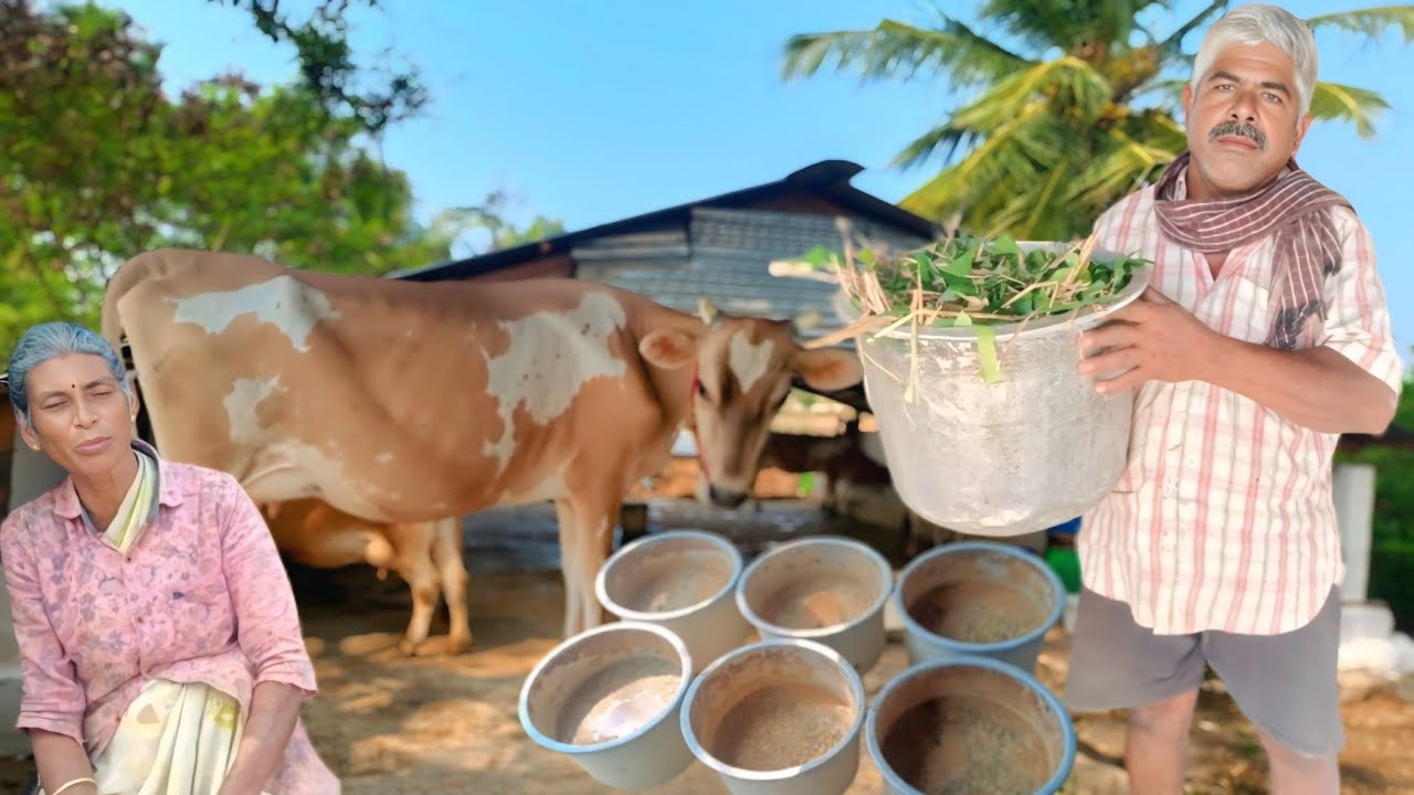 6 மாடுகளுடன் மாட்டுப்பண்ணை தொழில் செய்து Gokulam Pvt சொசைட்டிக்கு பால் ஊற்றும் தம்பதி | Siva Arun Tv