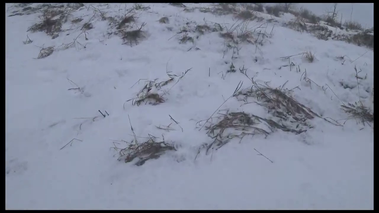Поганяли Зайця з РГ  Громом