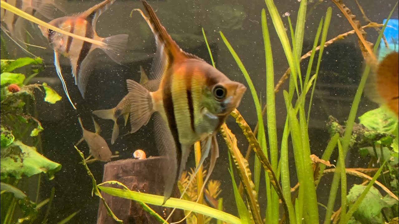 Der Rotrücken Skalar | Pterophyllum scalare rio manacapuru | Wissenswertes #103