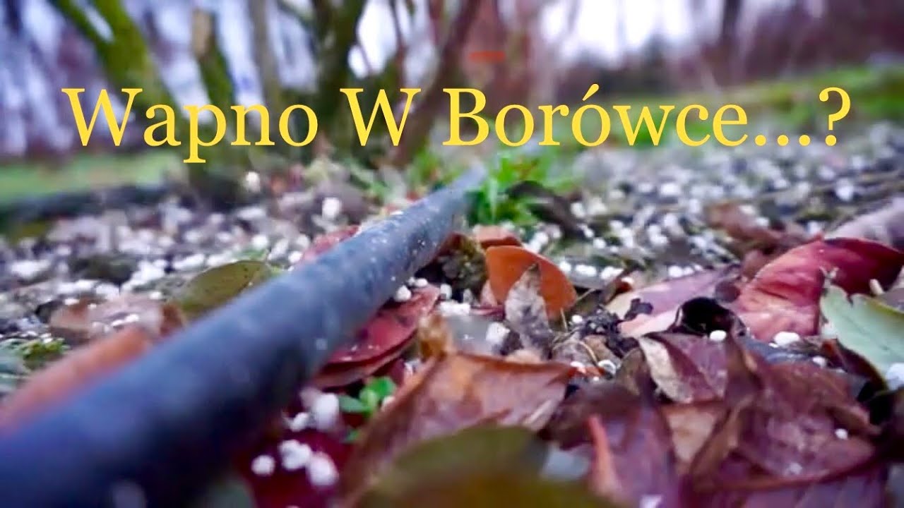 Wapnowanie Borówki, Nawożenie Borówki 2021, Wapno Pod Borówke #BorówkaPolska