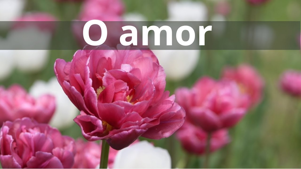 O amor - Momento Esp&iacute;rita