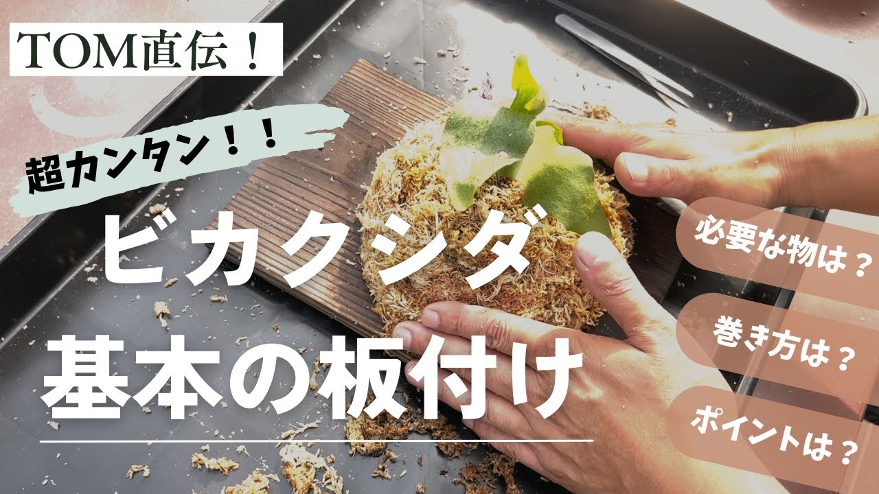【ビカクシダ】【板付】いますぐ使える基本のビカクシダ板付け講座！100均グッズを中心に手軽に始められます