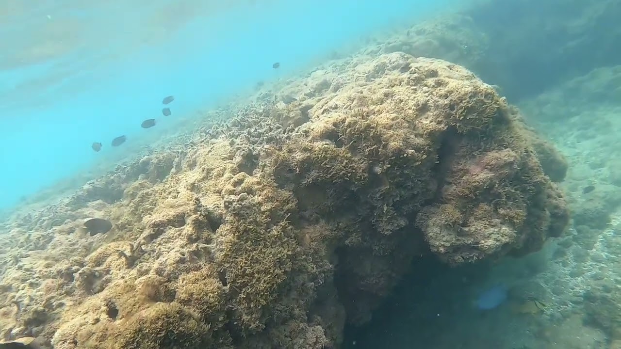 Snorkeling en Porto de Galinhas 2023