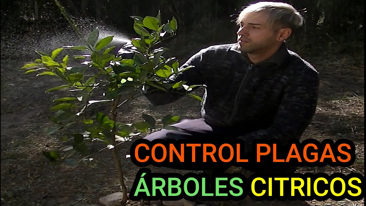 COMBATIR Plagas en C&iacute;tricos | Cuidados &Aacute;rboles Frutales | Insecticida Casero