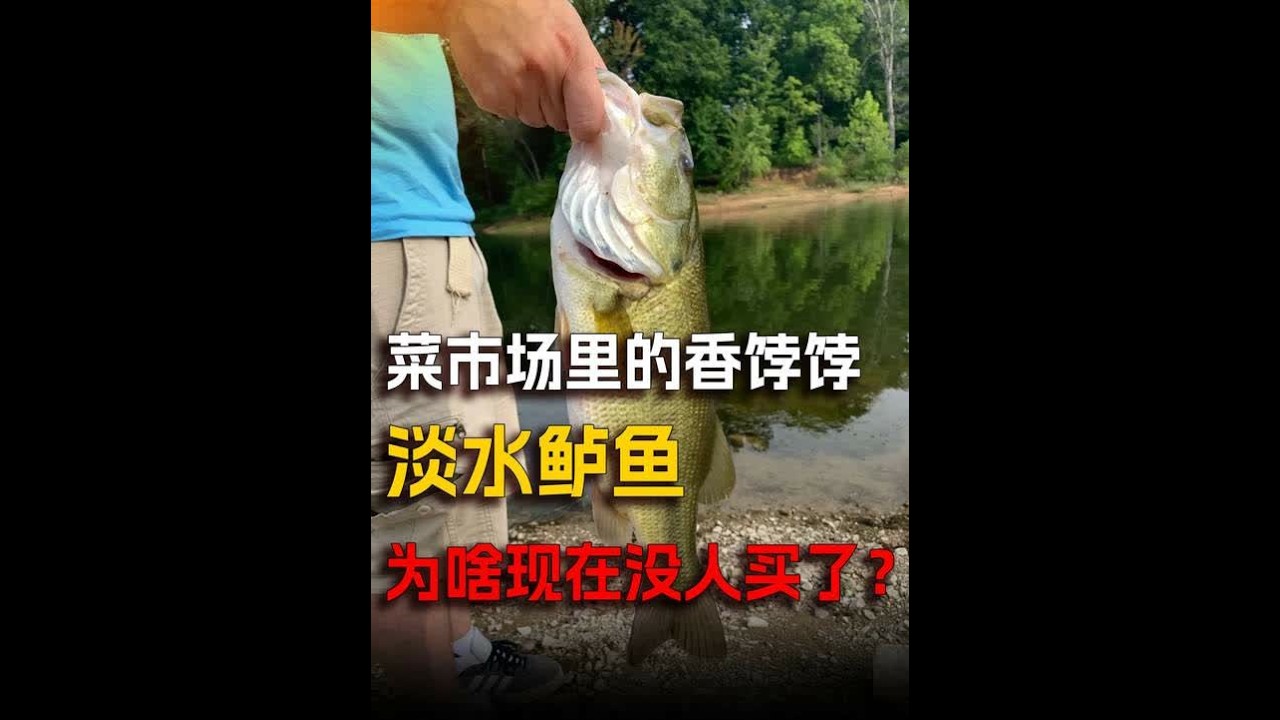 曾几何时鲈鱼是菜市场里的香饽饽，如今却没人爱了？#鲈鱼 #抖出知识点 #知识科普