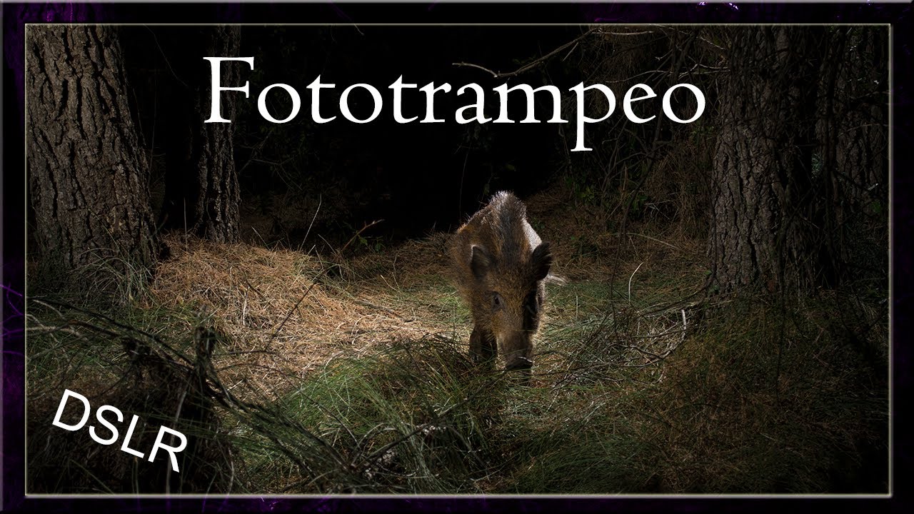 CÁMARA TRAMPA Proyecto Jabalí DSLR #wildlife #fototrampeo #camera trap #naturaleza