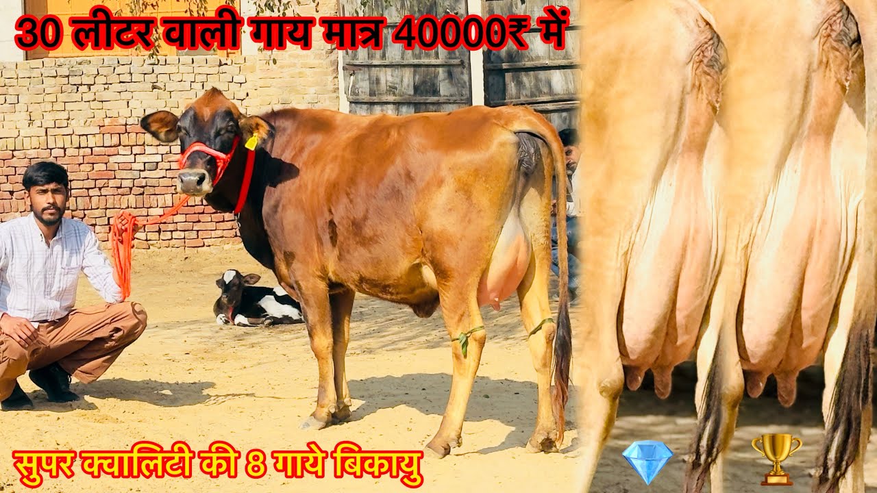 घर में पालने लायक 8 गाय बिकाऊ आज लाख वाली गाय मात्र 40000₹ मे 30 लीटर दूध तोलकर खरीदो किराया फ्री है