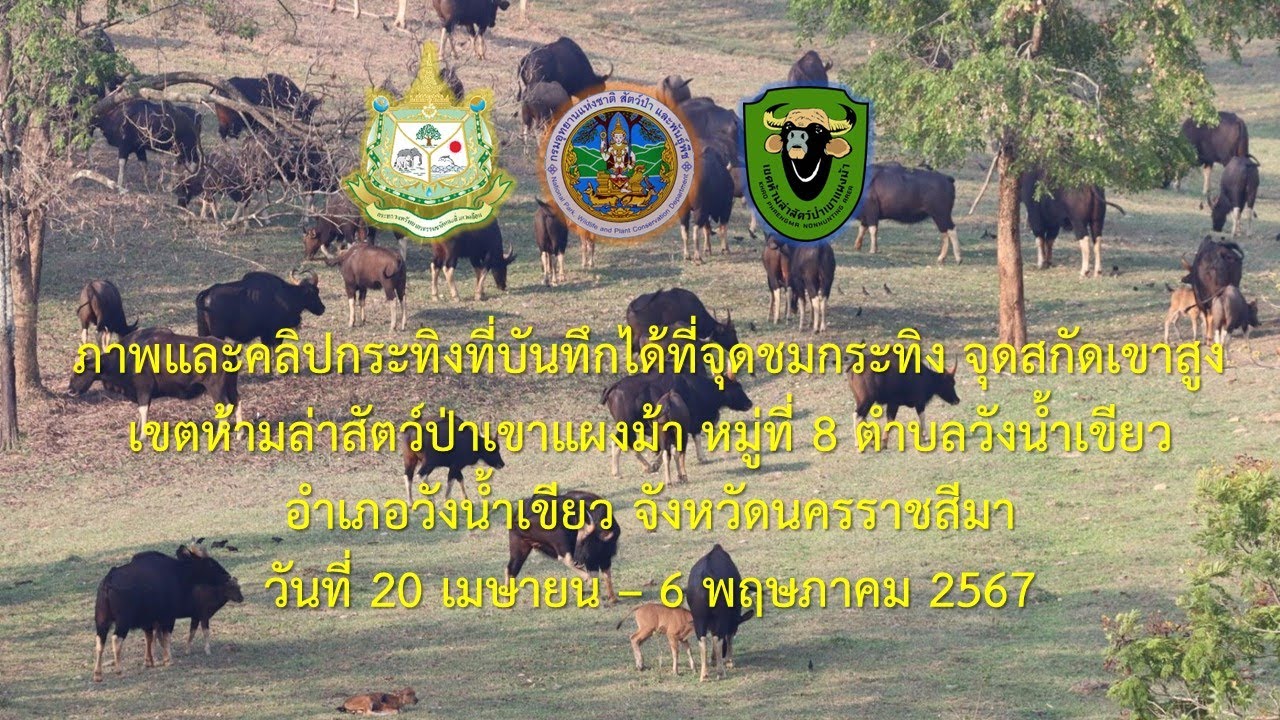 20 เมษายน – 6 พฤษภาคม 2567 ภาพกระทิง จุดสกัดเขาสูง เขตห้ามล่าสัตว์ป่าเขาแผงม้า  จังหวัดนครราชสีมา