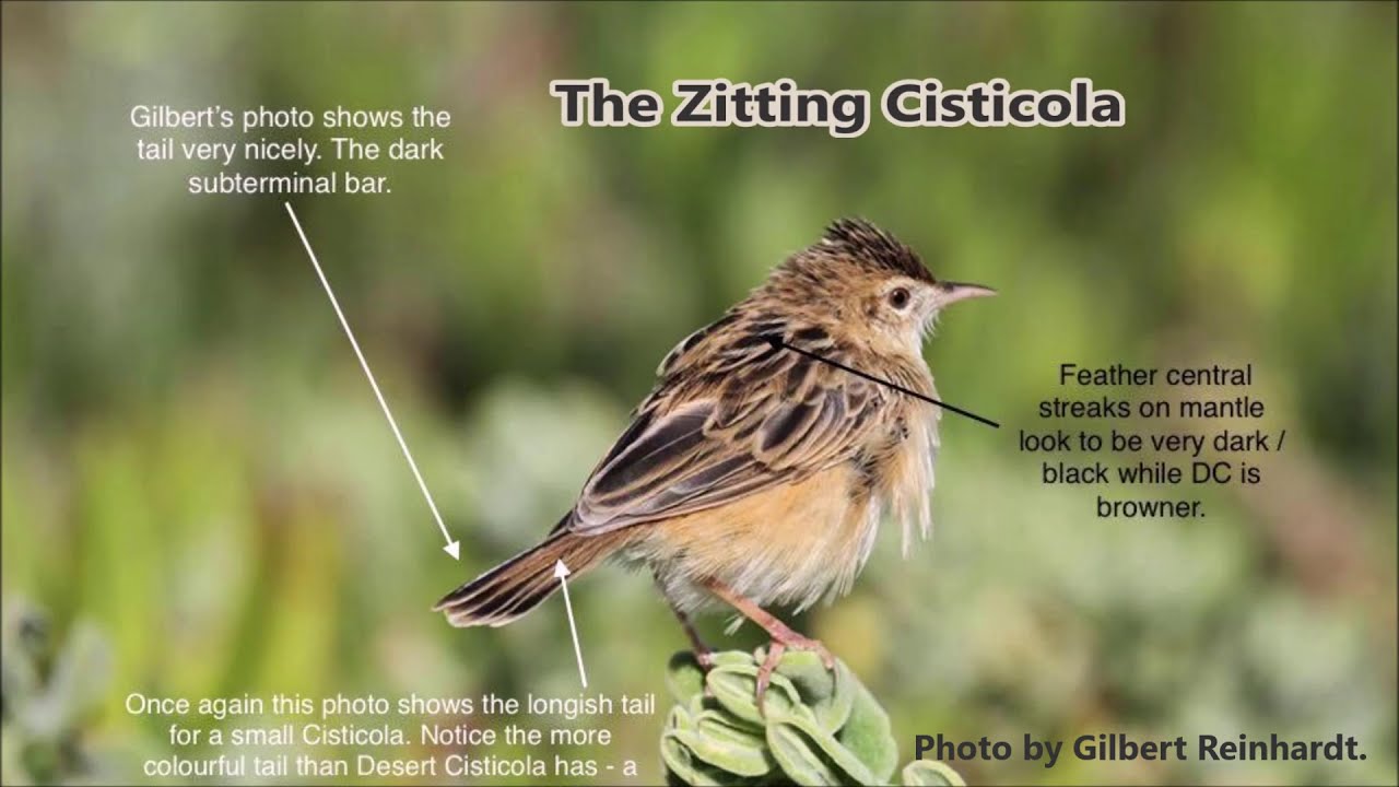 The Zitting Cisticola, one of the 5 cloud scraper cisticolas of southern Africa