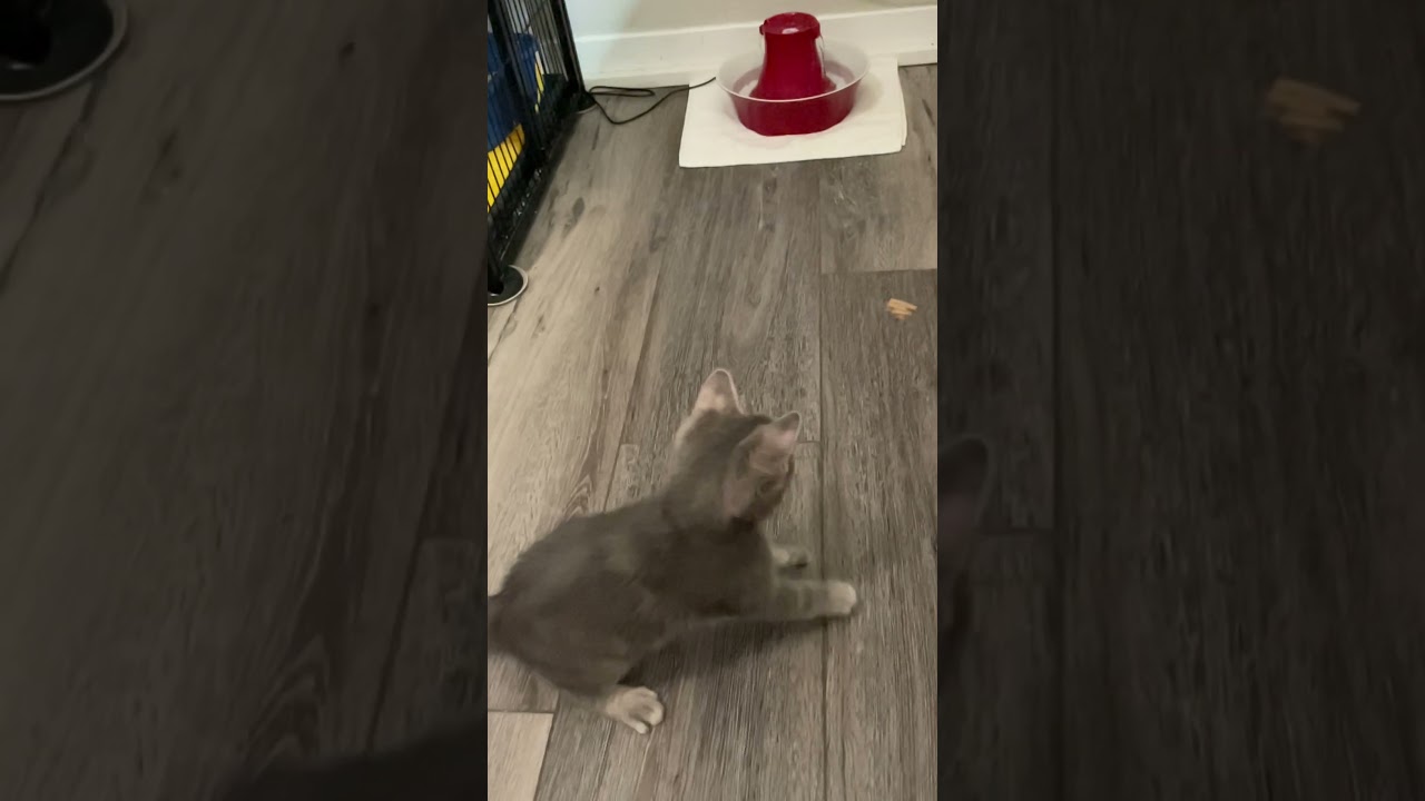 Robin plays with the Cat Dancer