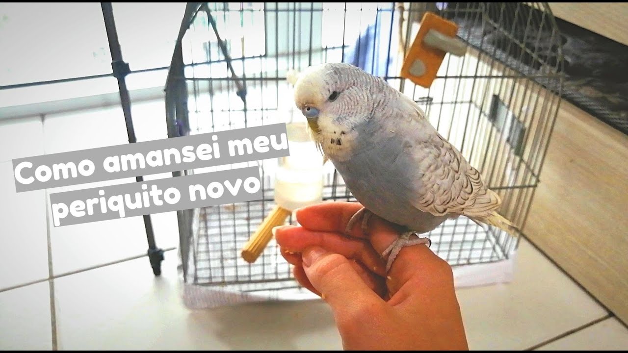 O PROGRESSO DA ATENA! | Julia Maciel