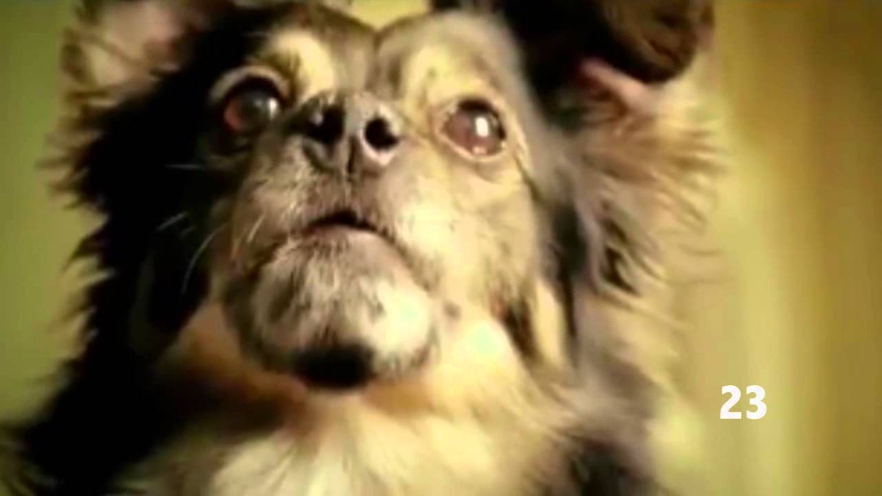 las 42 frases del perro de lipigas.mp4